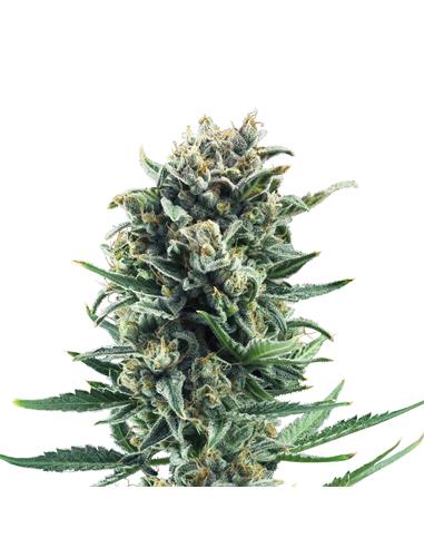Blue Cheese X3 - Royal Queen Seeds