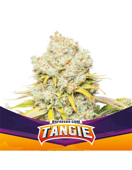 Tangie - X7