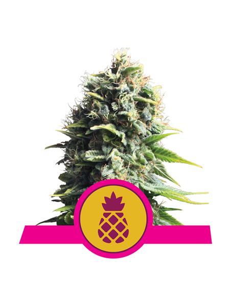 Pineapple Kush X3 - Royal Queen Seeds