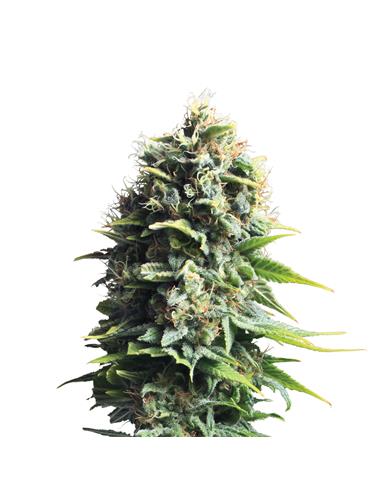 Pineapple Kush X3 - Royal Queen Seeds