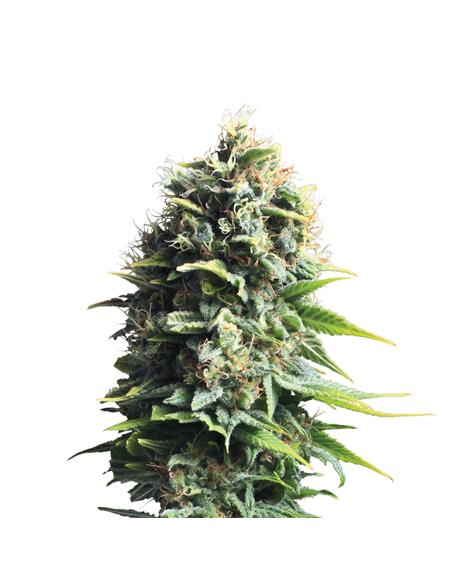 Pineapple Kush X3 - Royal Queen Seeds