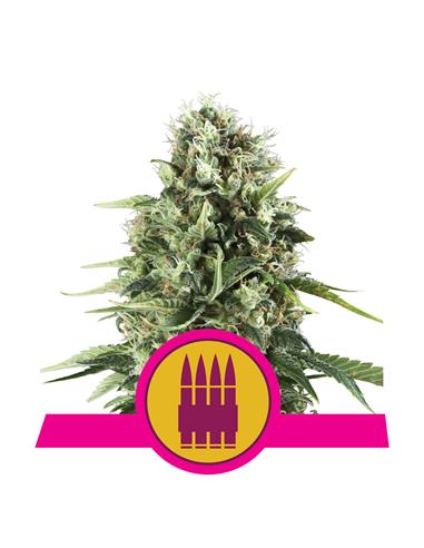 Royal AK X3 - Royal Queen Seeds