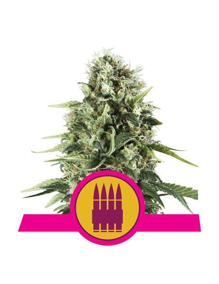 Royal AK X3 - Royal Queen Seeds