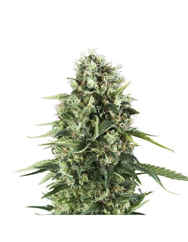 Royal AK X3 - Royal Queen Seeds
