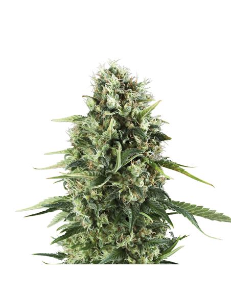 Royal AK X3 - Royal Queen Seeds