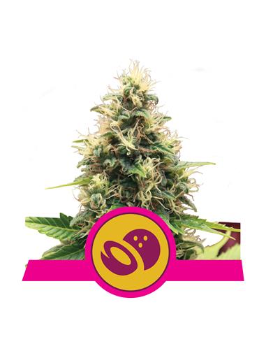 Somango XL X3 - Royal Queen Seeds