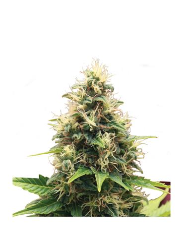 Somango XL X3 - Royal Queen Seeds