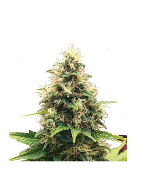 Somango XL X3 - Royal Queen Seeds