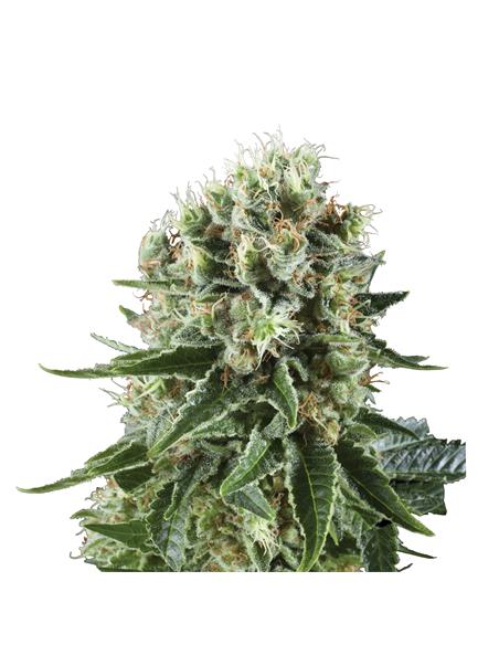 Critical Kush X3 - Royal Queen Seeds