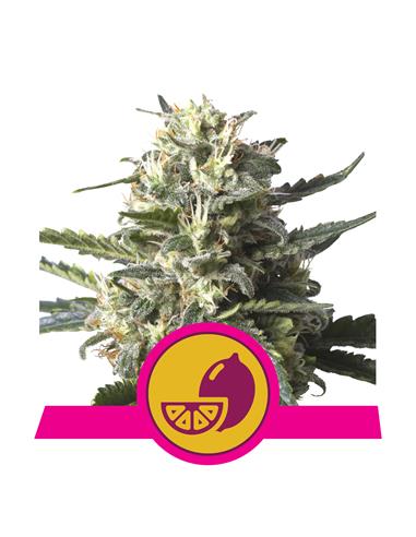 Lemon Shining Silver Haze X3 - Royal Queen Seeds