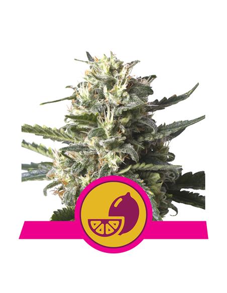Lemon Shining Silver Haze X3 - Royal Queen Seeds
