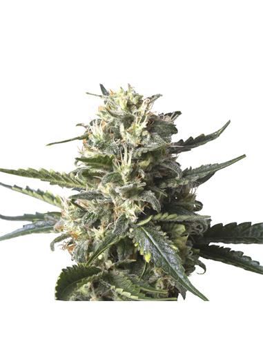 Lemon Shining Silver Haze X3 - Royal Queen Seeds