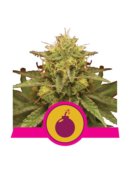 Royal Domina X3 - Royal Queen Seeds