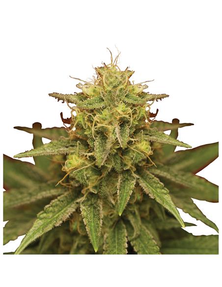 Royal Domina X3 - Royal Queen Seeds
