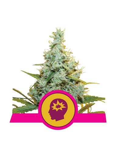 AMG X3 - Royal Queen Seeds