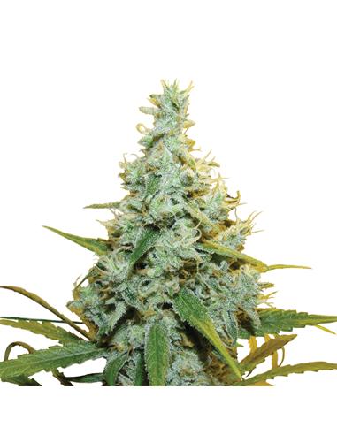 AMG X3 - Royal Queen Seeds