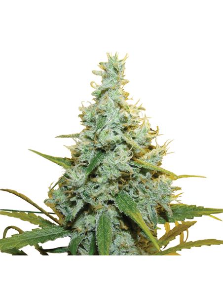 AMG X3 - Royal Queen Seeds