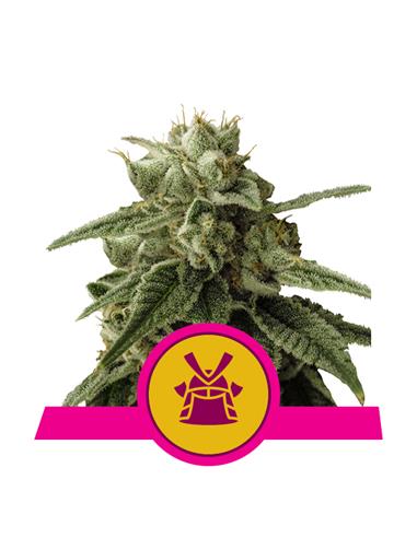 Shogun X3 - Royal Queen Seeds