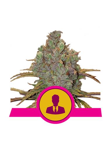 El Patron X3 - Royal Queen Seeds