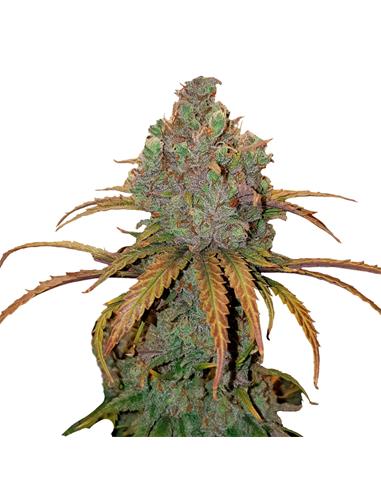 El Patron X3 - Royal Queen Seeds