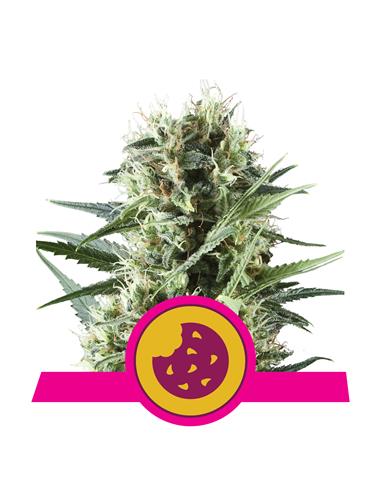 Royal Cookies X3 - Royal Queen Seeds