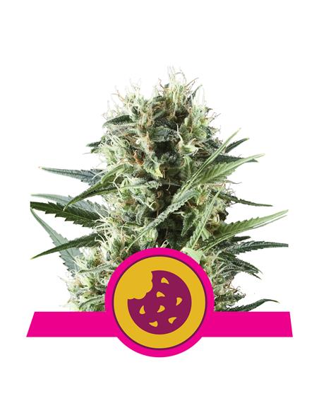 Royal Cookies X3 - Royal Queen Seeds