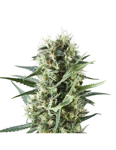 Royal Cookies X3 - Royal Queen Seeds