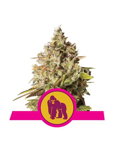 Royal Gorilla X3 - Royal Queen Seeds