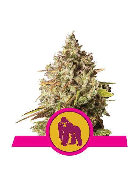 Royal Gorilla X3 - Royal Queen Seeds