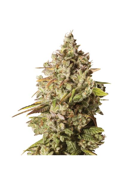Royal Gorilla X3 - Royal Queen Seeds