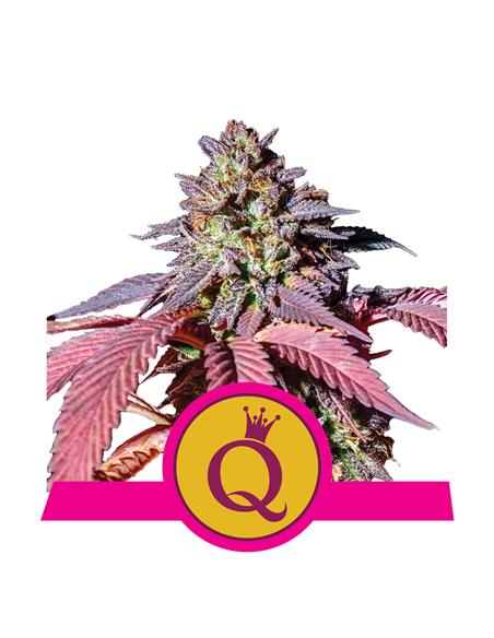 Purple Queen X3 - Royal Queen Seeds