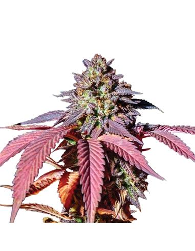 Purple Queen X3 - Royal Queen Seeds