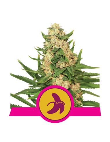 Fat Banana X3 - Royal Queen Seeds