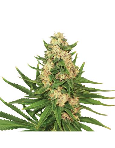 Fat Banana X3 - Royal Queen Seeds