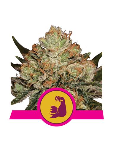 Hulkberry X3 - Royal Queen Seeds