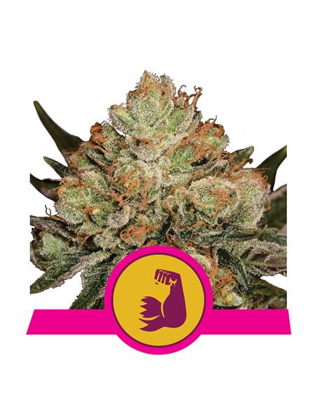 Hulkberry X3 - Royal Queen Seeds