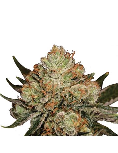Hulkberry X3 - Royal Queen Seeds