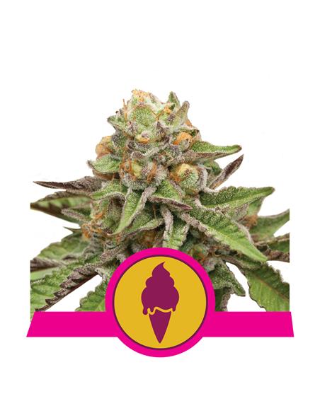 Green Gelato X3 - Royal Queen Seeds