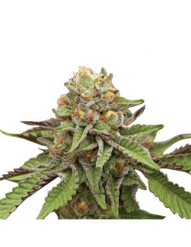 Green Gelato X3 - Royal Queen Seeds