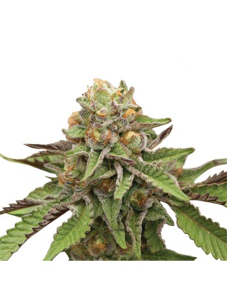 Green Gelato X3 - Royal Queen Seeds