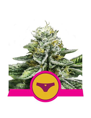 Sherbet Queen X3 - Royal Queen Seeds