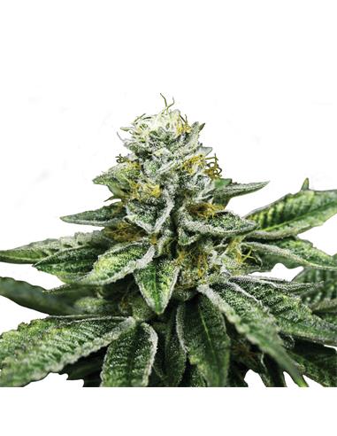 Sherbet Queen X3 - Royal Queen Seeds
