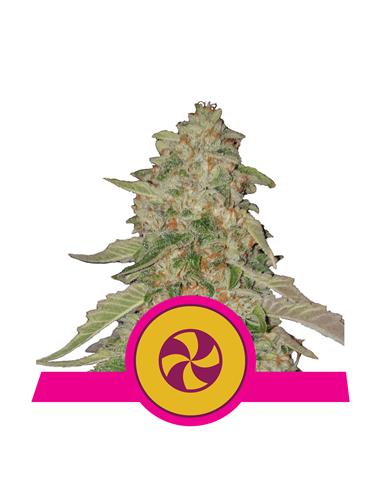Sweet ZZ X3 - Royal Queen Seeds