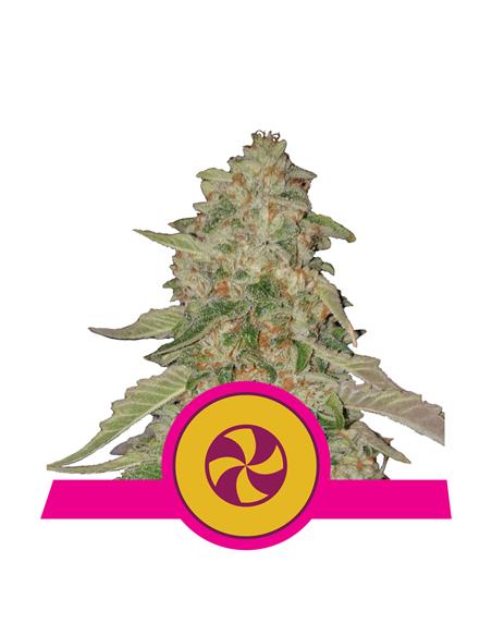 Sweet ZZ X3 - Royal Queen Seeds