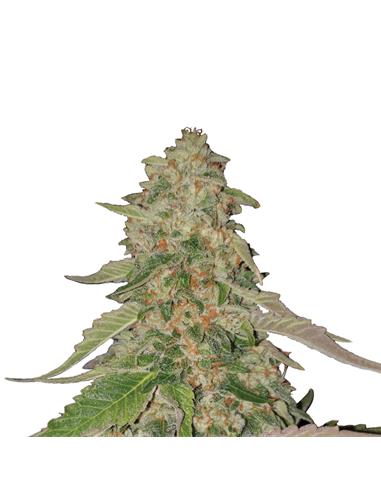 Sweet ZZ X3 - Royal Queen Seeds