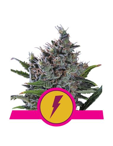 North Thunderfuck X3 - Royal Queen Seeds