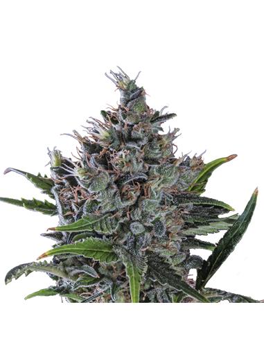 North Thunderfuck X3 - Royal Queen Seeds