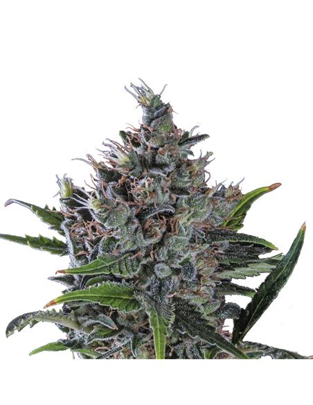 North Thunderfuck X3 - Royal Queen Seeds