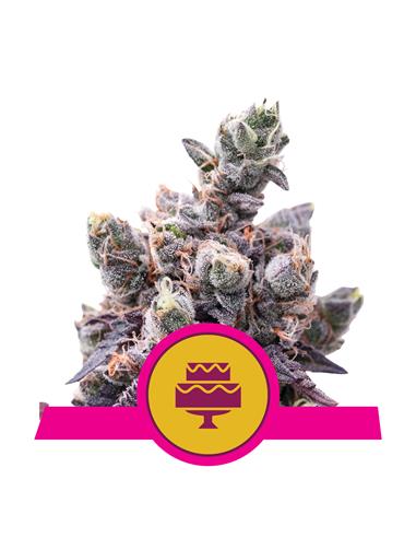Wedding Gelato X3 - Royal Queen Seeds