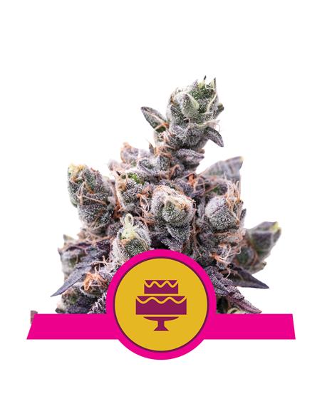 Wedding Gelato X3 - Royal Queen Seeds